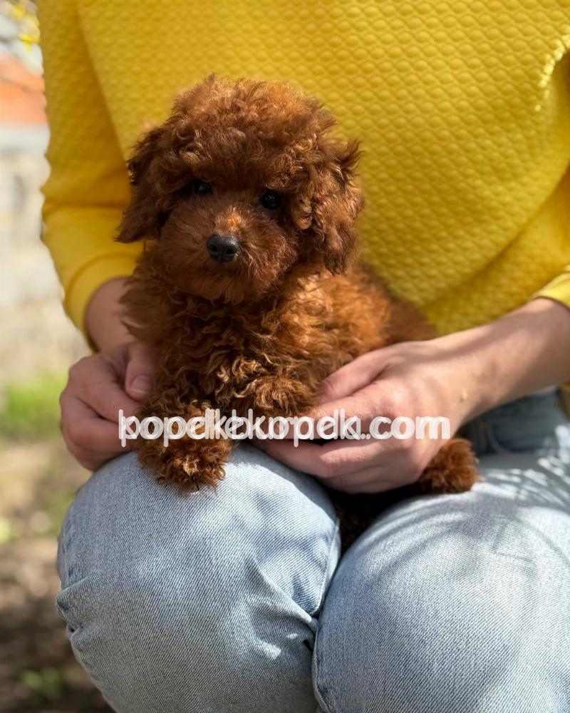 TOY POODLE SEVİMLİ YAVRULAR – 5. fotoğraf