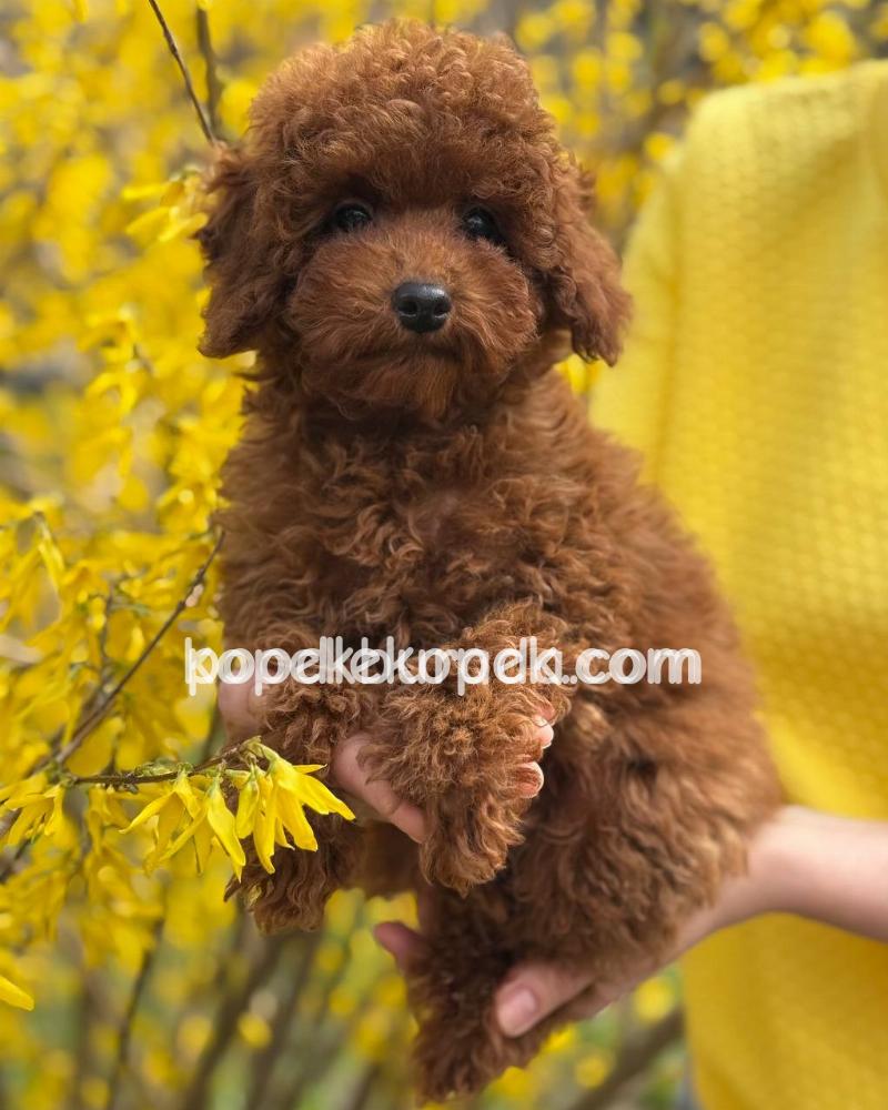 TOY POODLE SEVİMLİ YAVRULAR – 6. fotoğraf